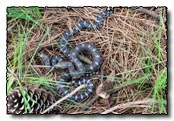 LAPineSnakes