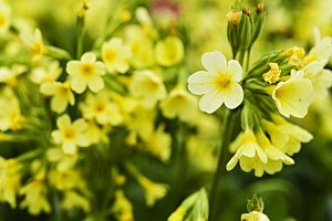 Botanical Gardens Host Gardening Market