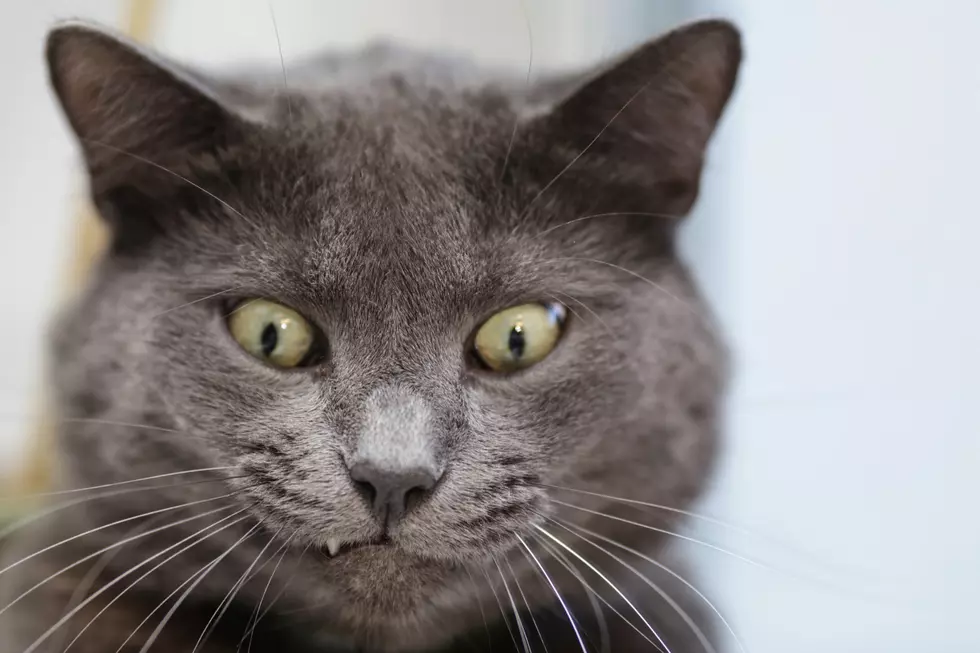 How Many Surfaces Does Your Cat’s Butt Come in Contact With?