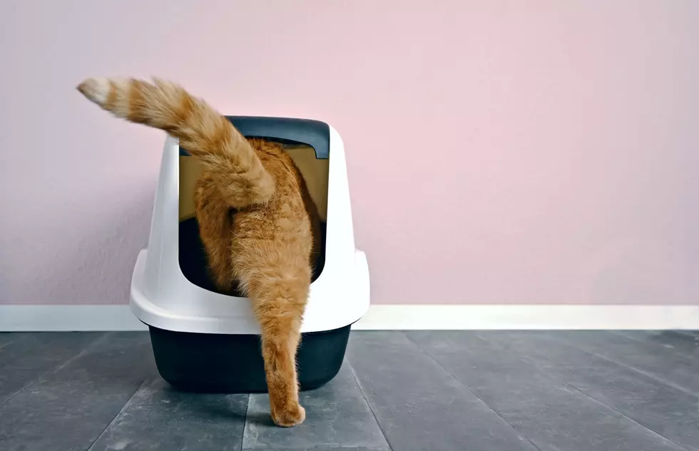 $20 Act of Revenge: How Your Ex’s Name Can End Up in a Winnie Berry Litter Box